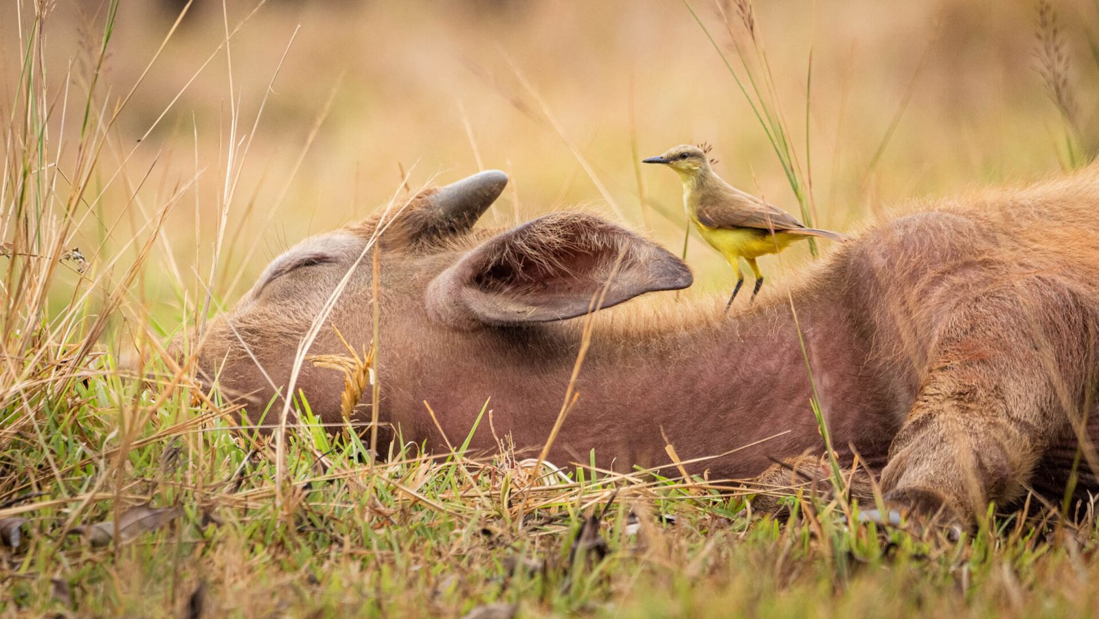 Machetornis rixosa