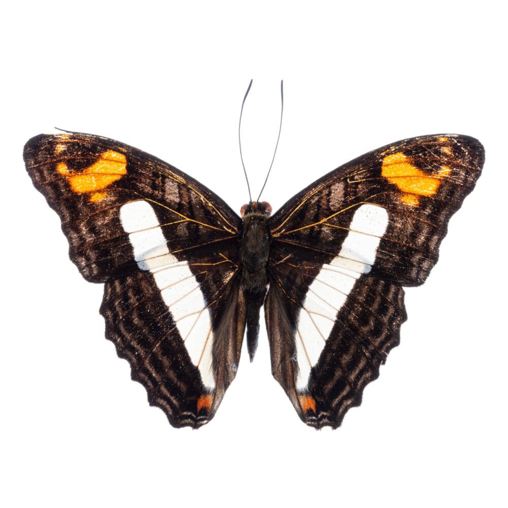 Adelpha barnesia leucas