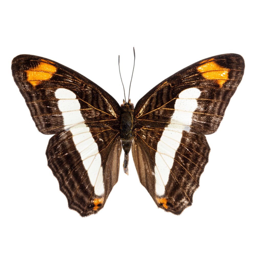 Adelpha iphicleola gortyna