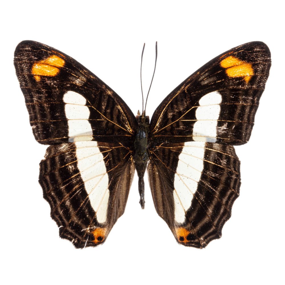 Adelpha iphiclus iphiclus