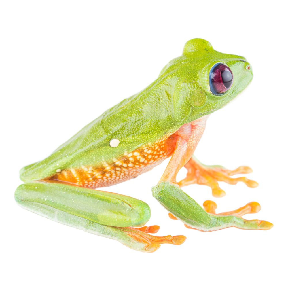 Anfibios, Agalychnis terranova