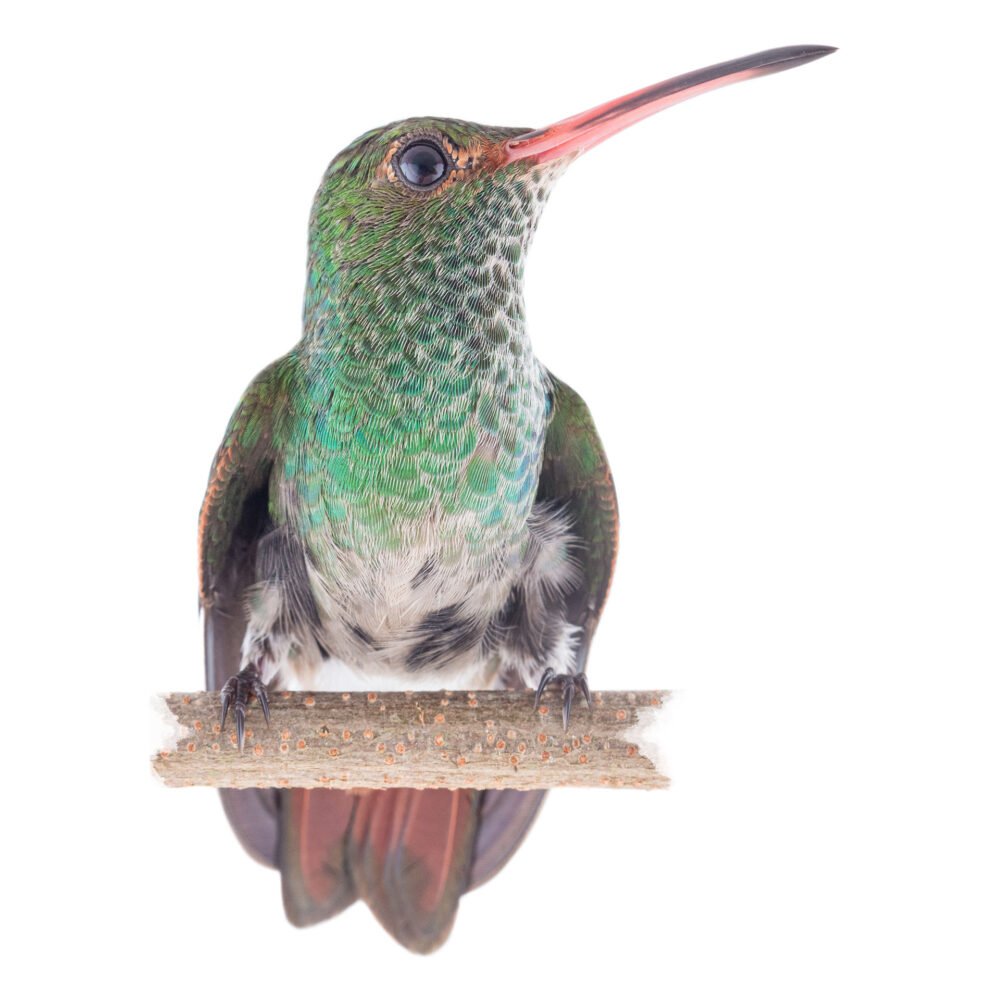 Aves, Amazilia tzacatl