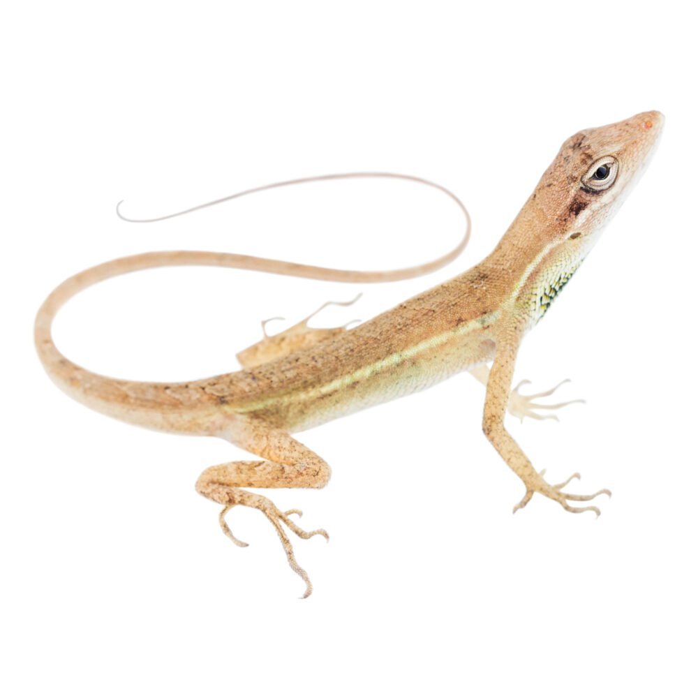 Reptiles, Anolis auratus