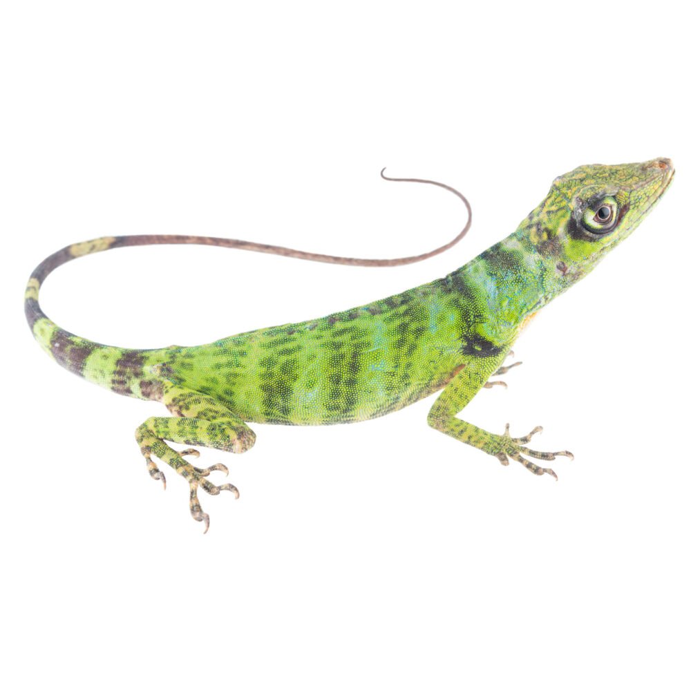 Reptiles, Anolis maia
