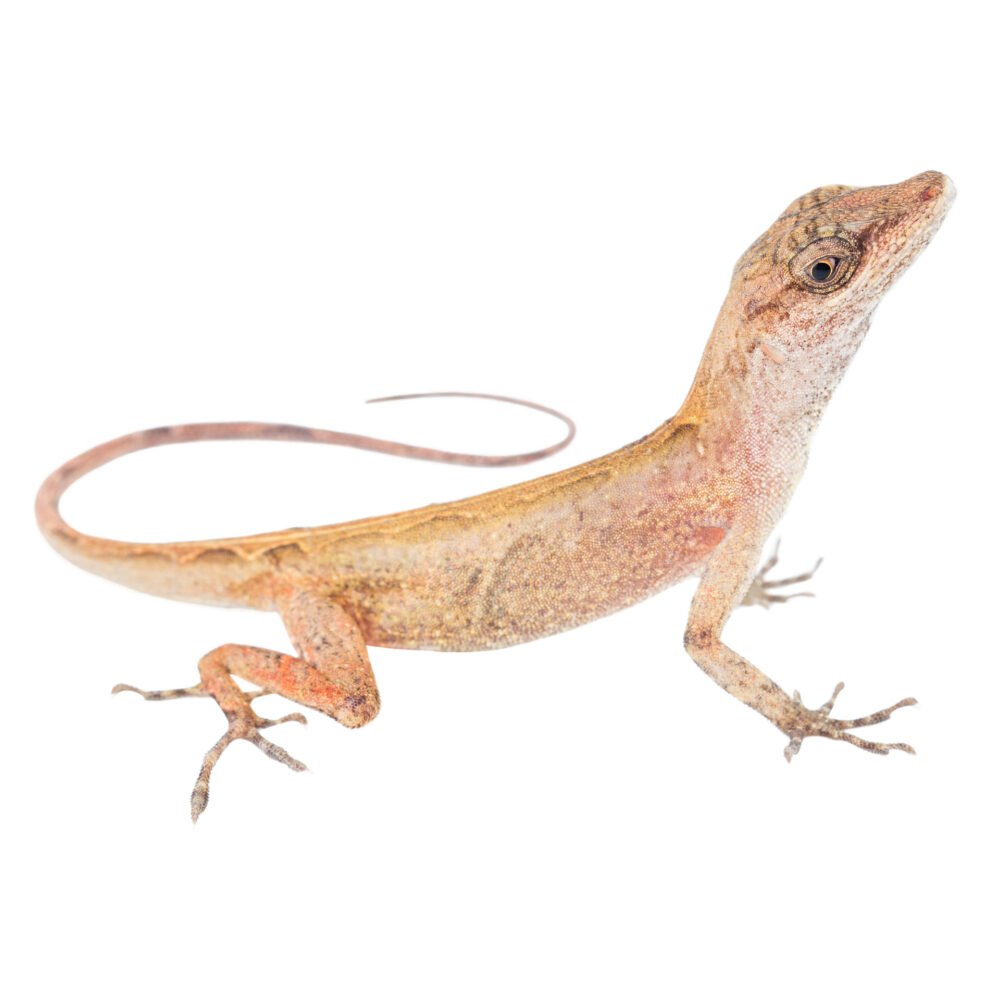 Reptiles, Anolis tropidogaster