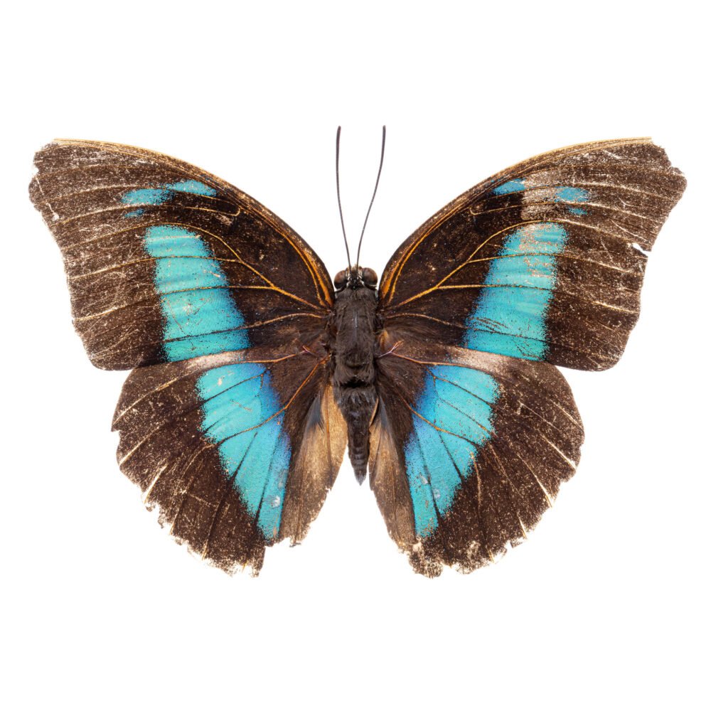 Archaeoprepona demophon centralis