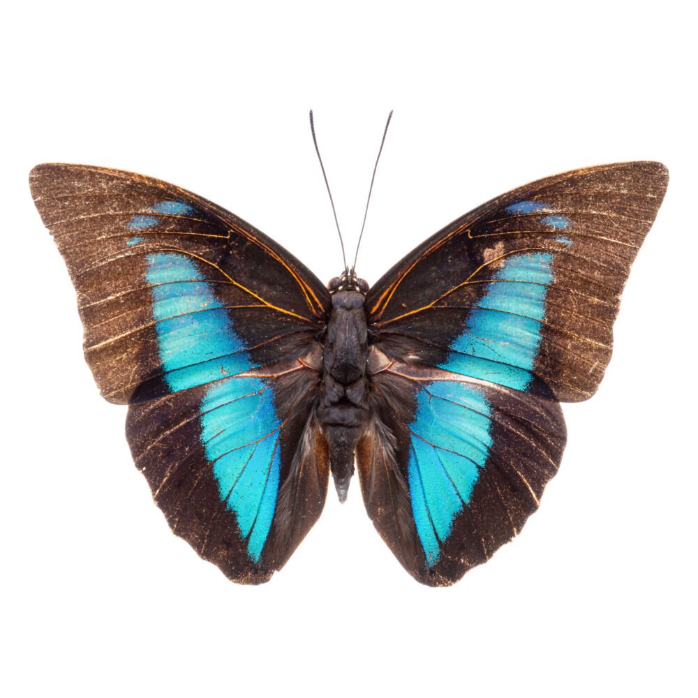 Archaeoprepona meander meander