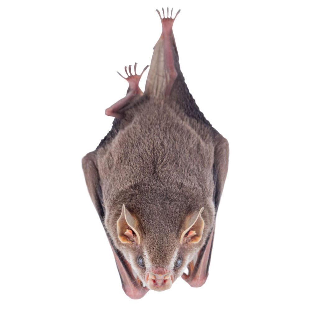 Mamíferos, Artibeus anderseni