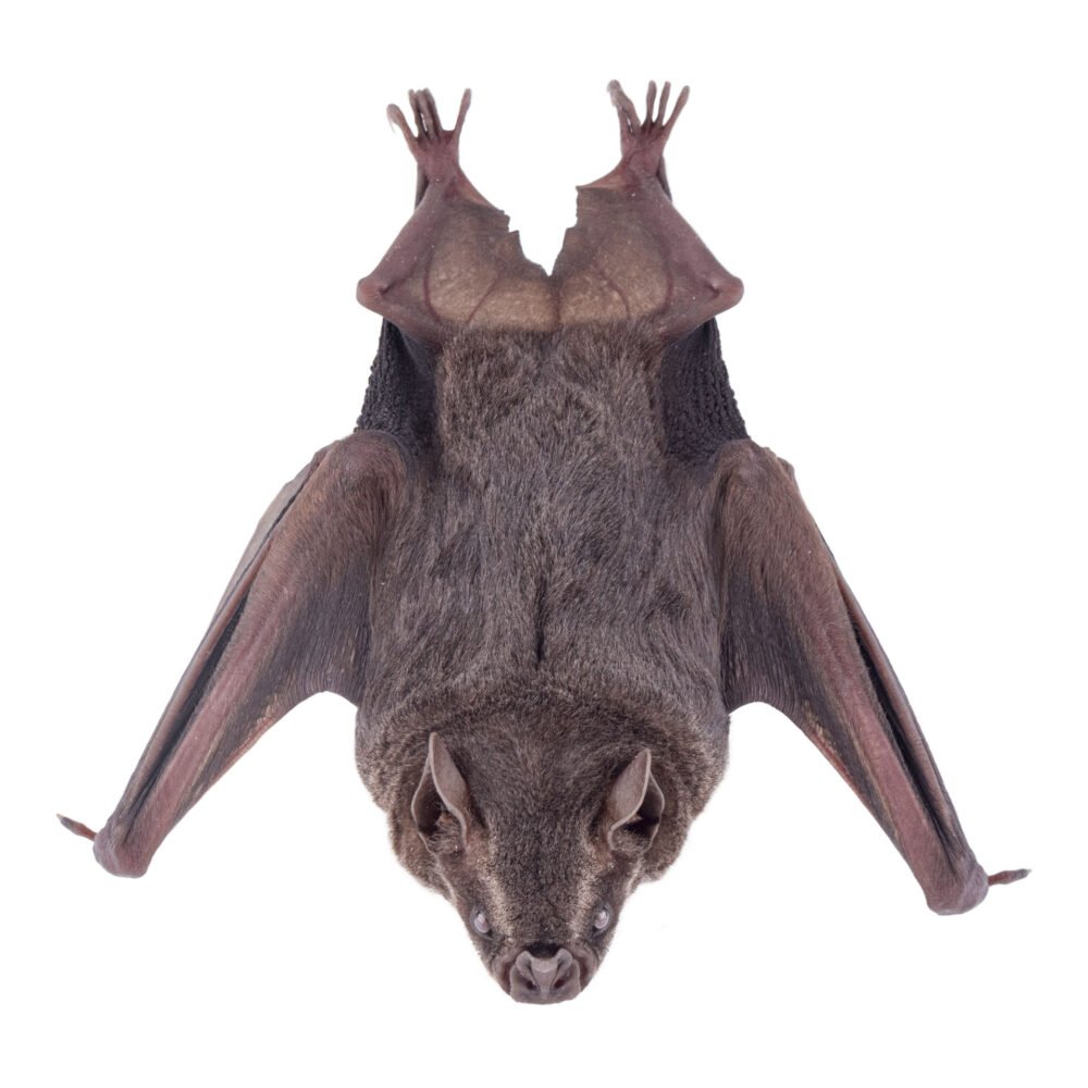 Mamíferos, Artibeus obscurus