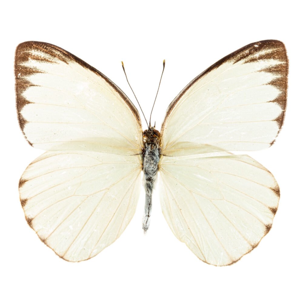 Ascia-monuste monuste