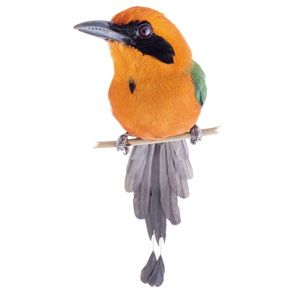 Aves, Baryphthengus martii