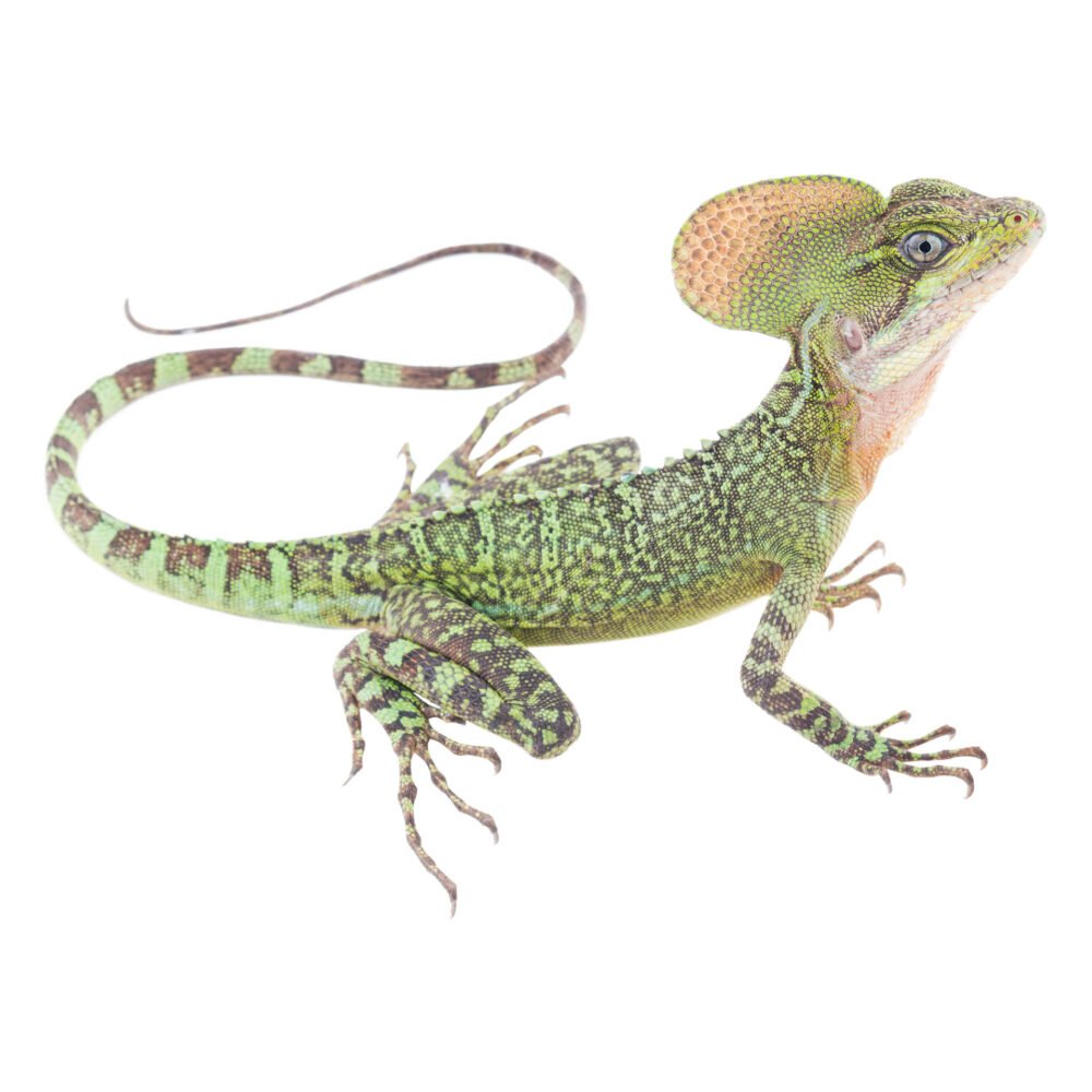 Reptiles, Basiliscus galeritus
