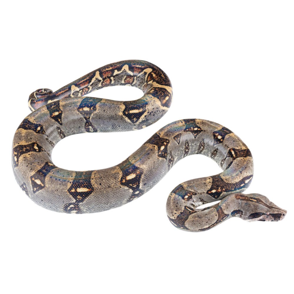 Reptiles, Boa constrictor