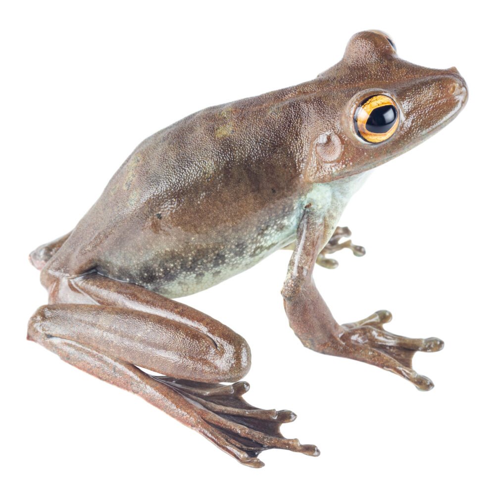 Anfibios, Boana boans