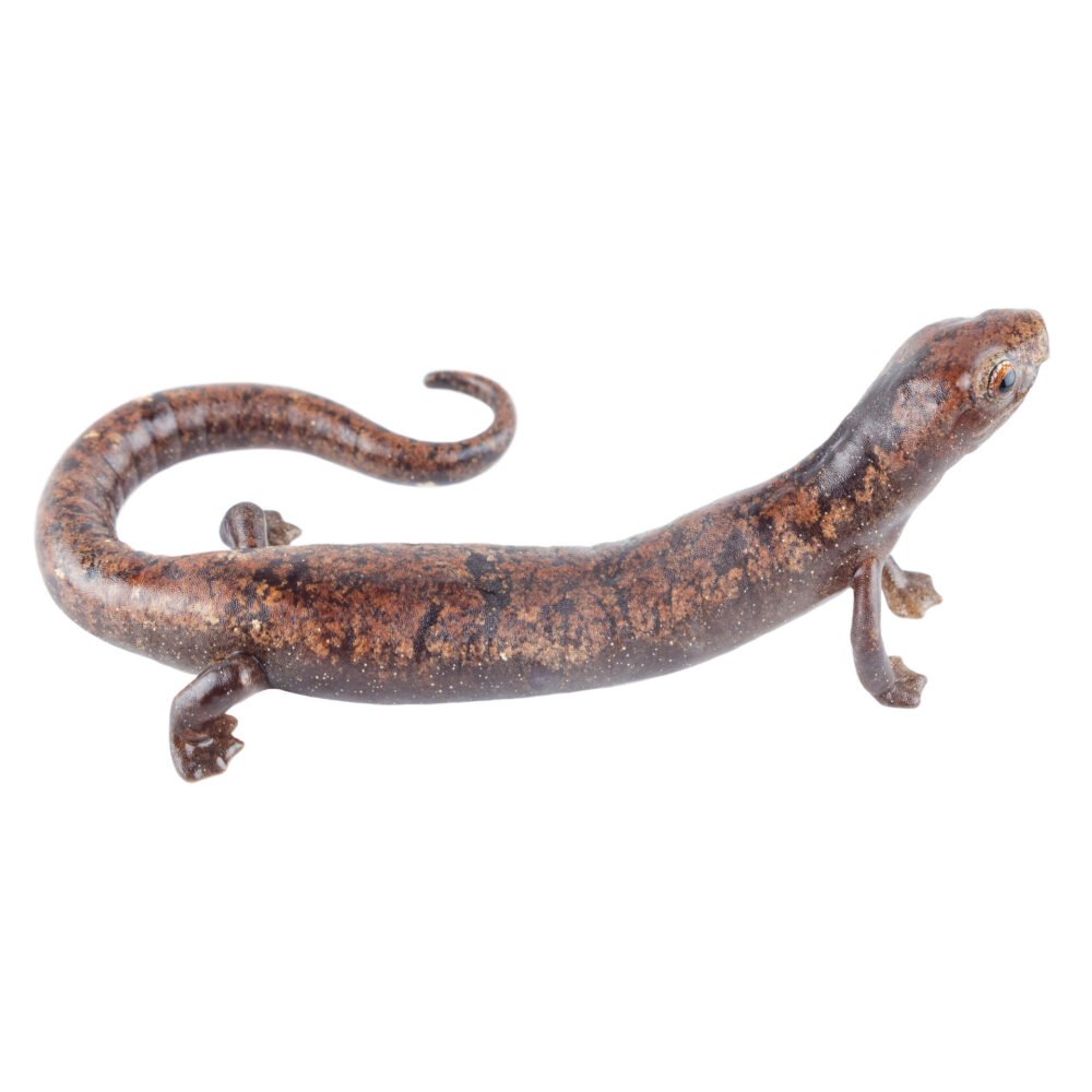 Anfibios, Bolitoglossa lozanoi