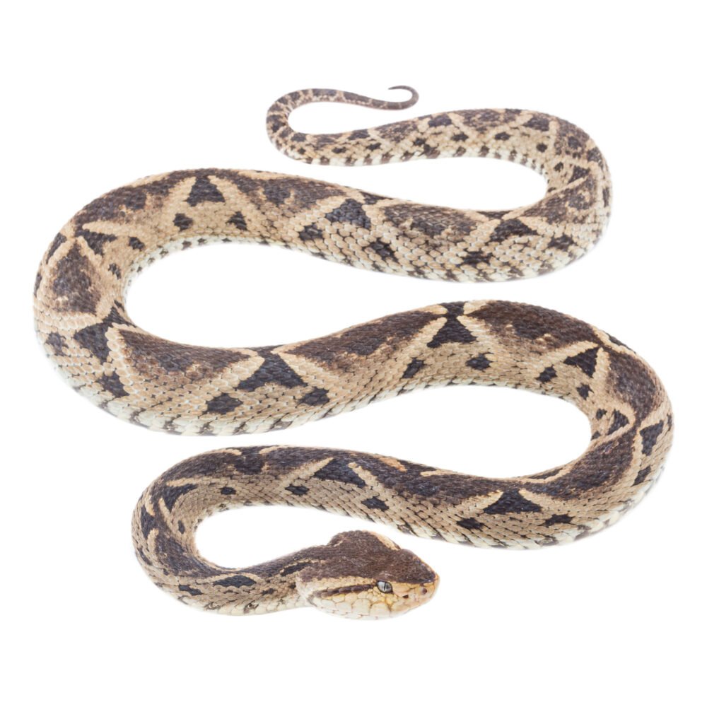 Reptiles, Bothrops asper