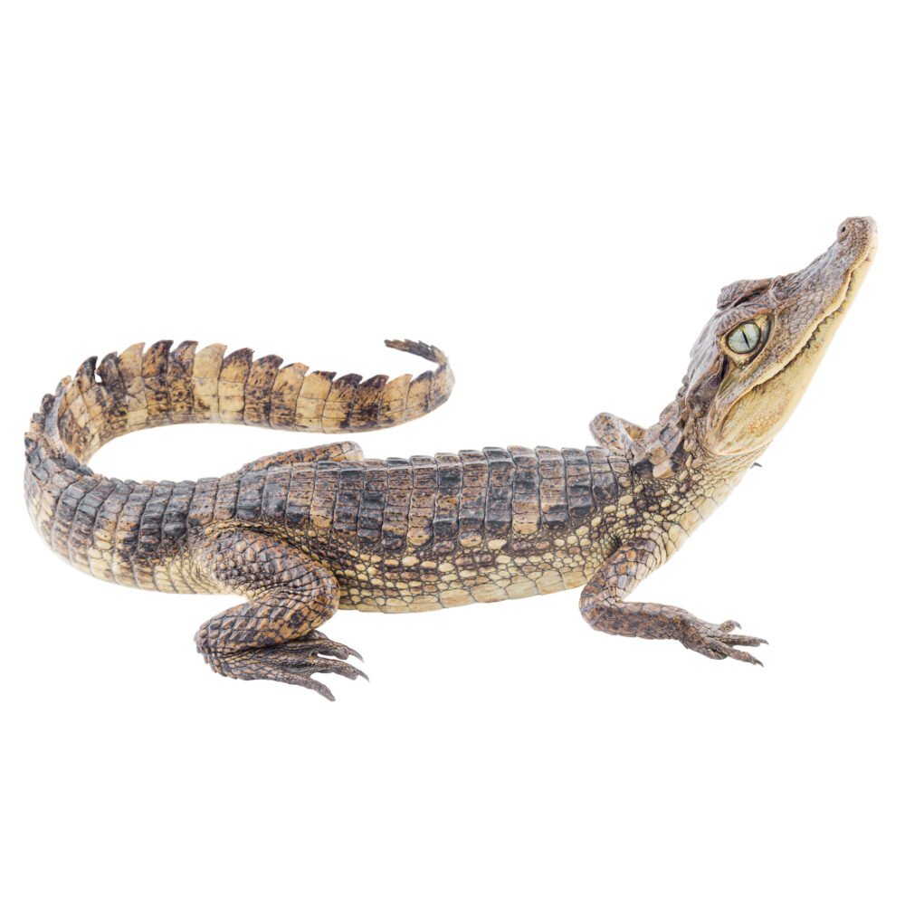 Reptiles, Caiman crocodilus