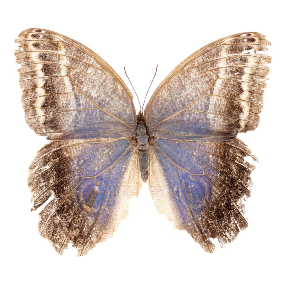 Caligo illioneus oberon