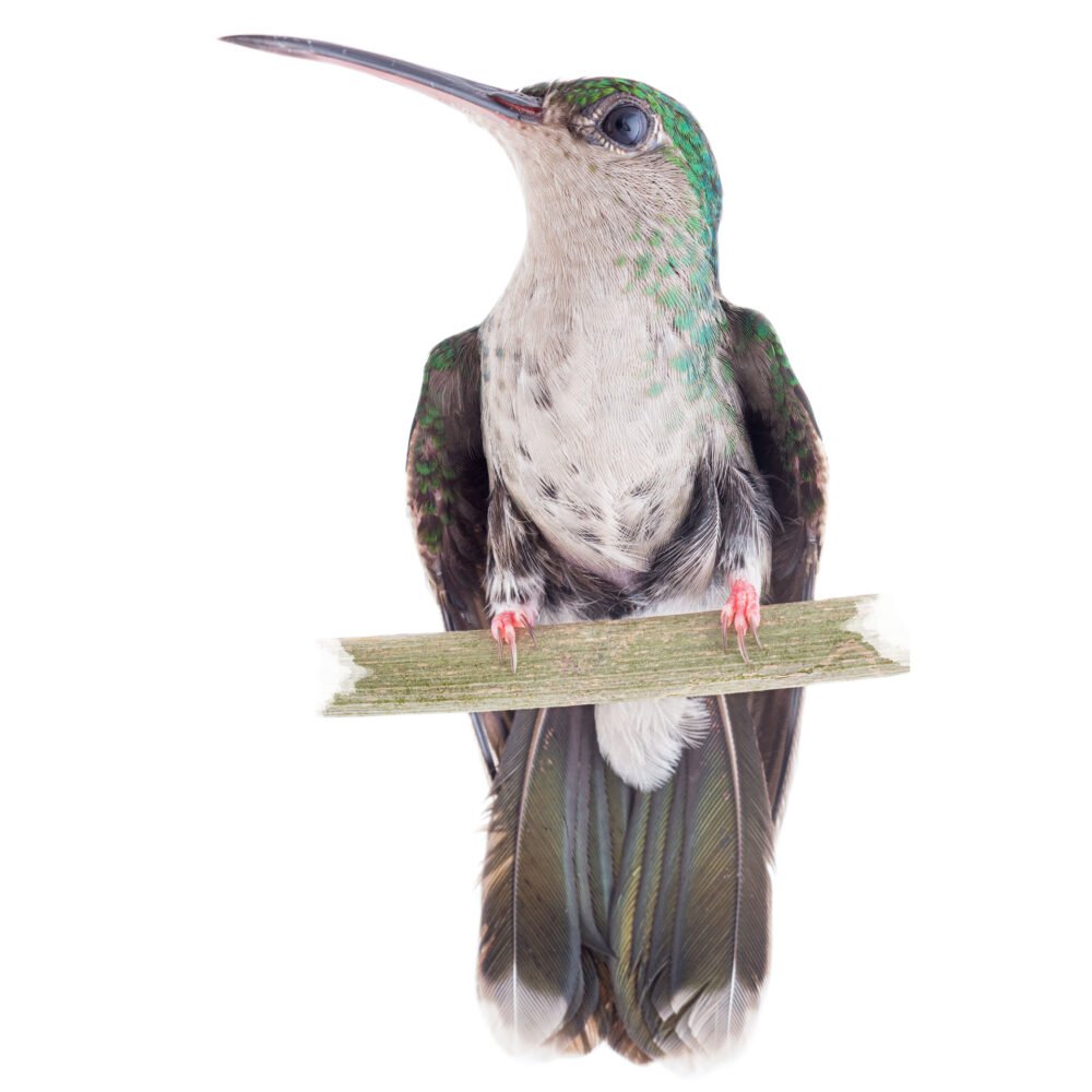 Aves, Chalybura urochrysia