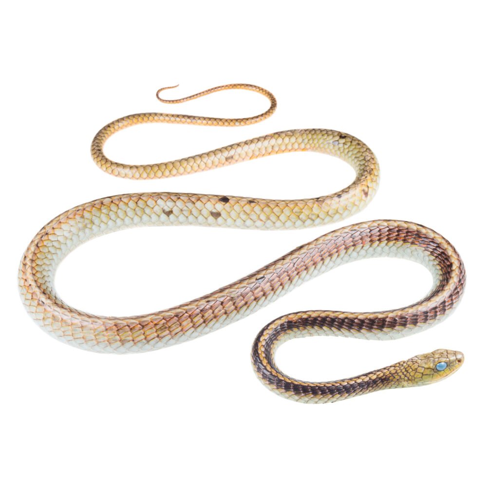 Reptiles, Chironius carinatus