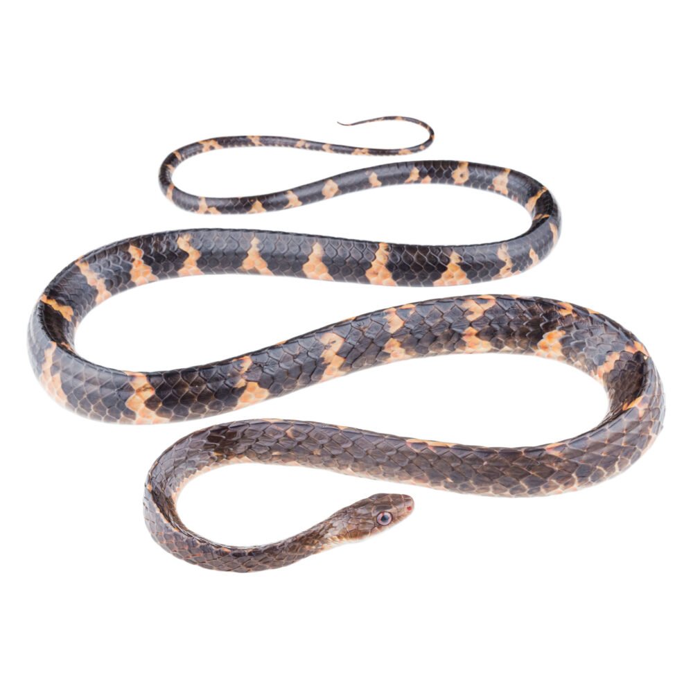 Reptiles, Chironius grandisquamis