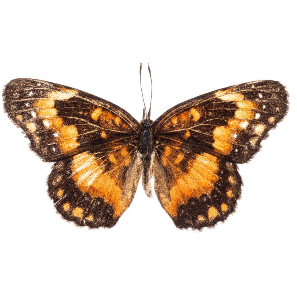 Chlosyne lacinia saundersi