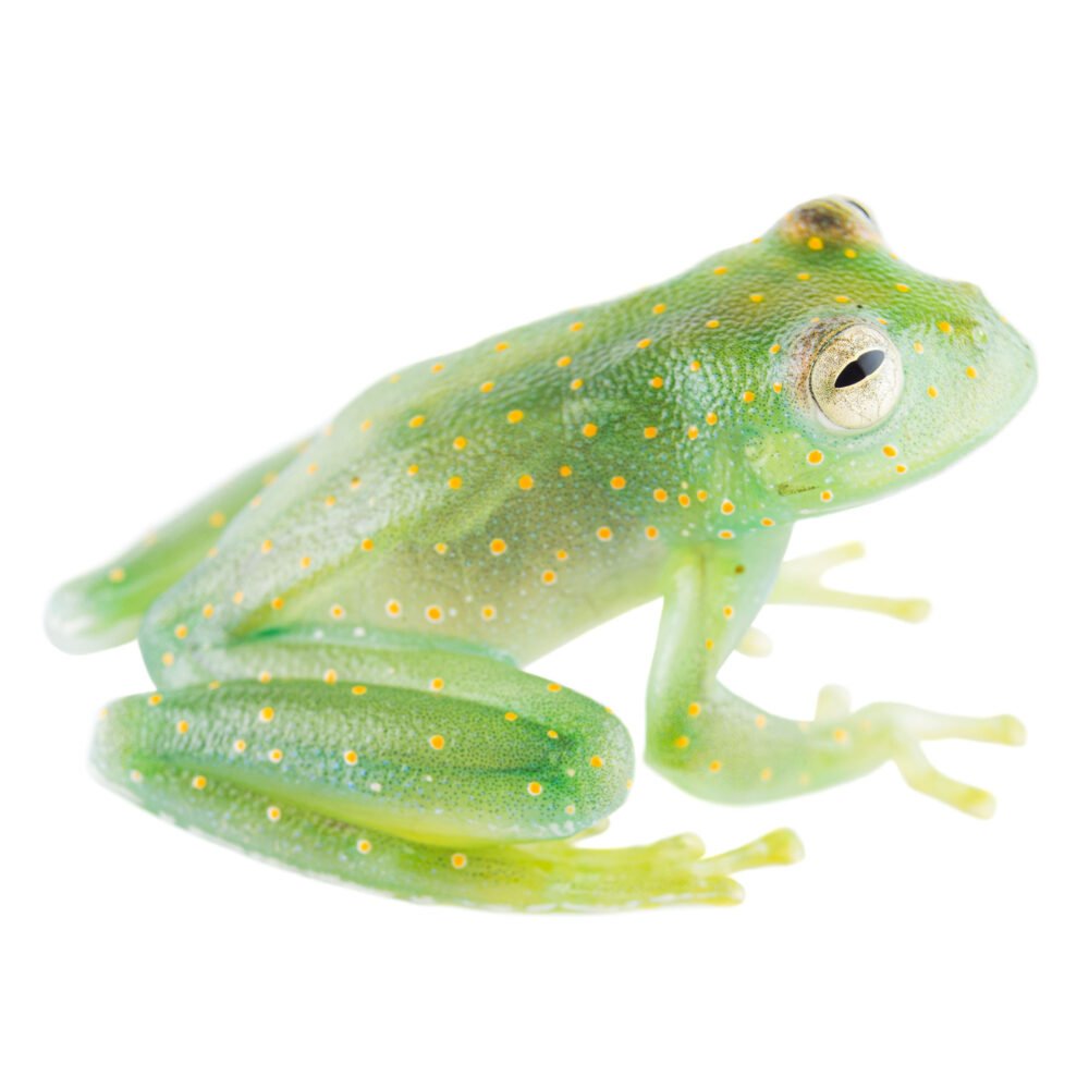 Anfibios, Cochranella euknemos