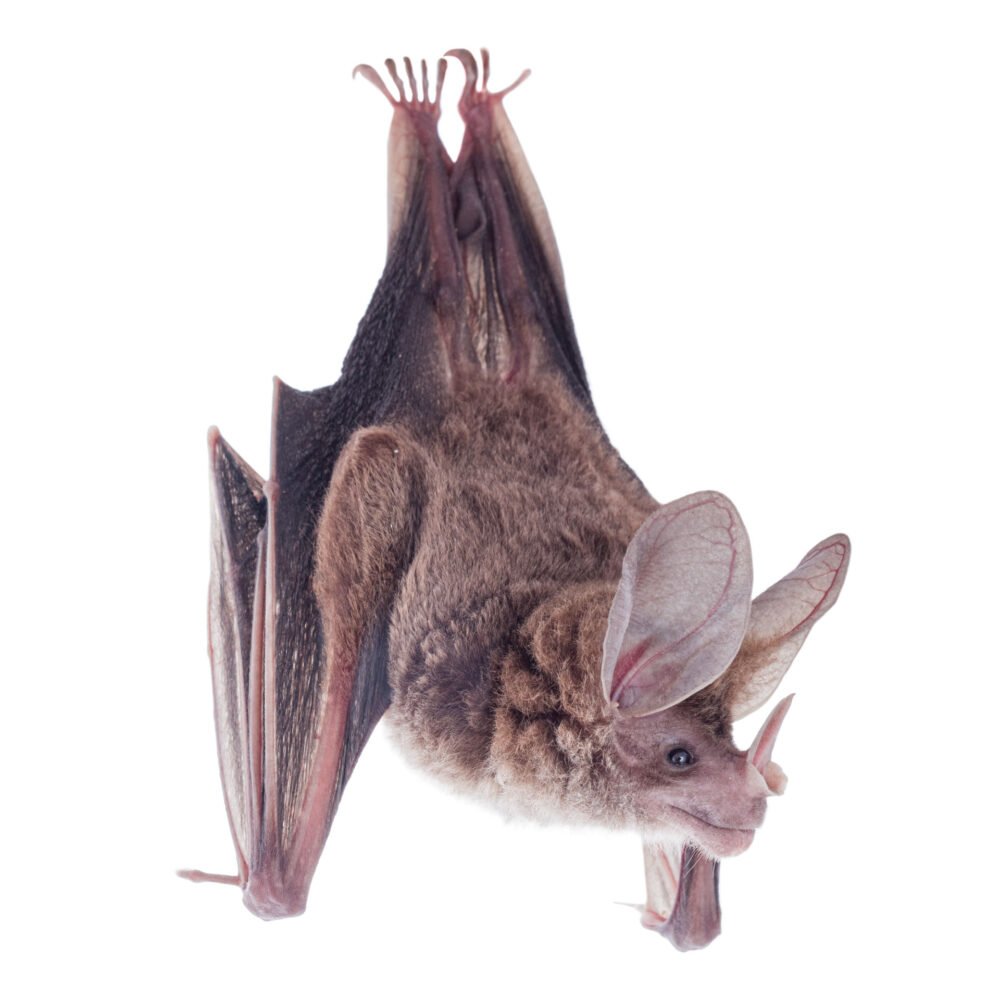 Mamíferos, Chrotopterus auritus