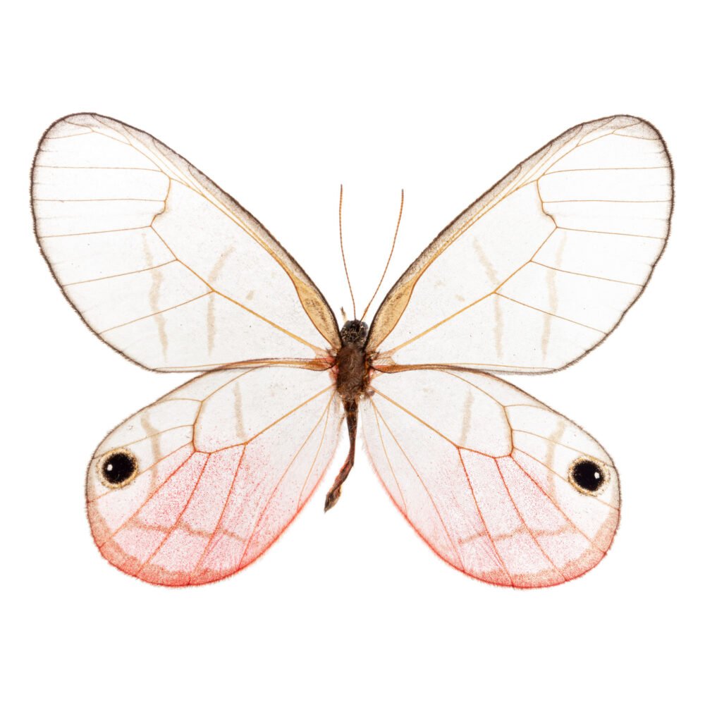 Cithaerias pireta magdalenensis