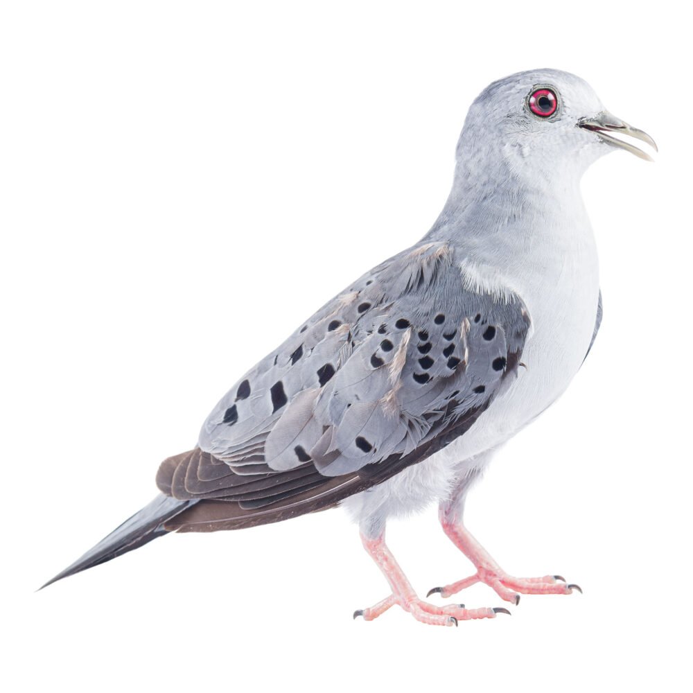 Aves, Claravis pretiosa