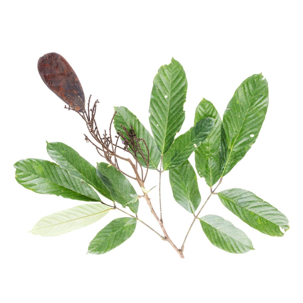 Clathrotropis brunnea