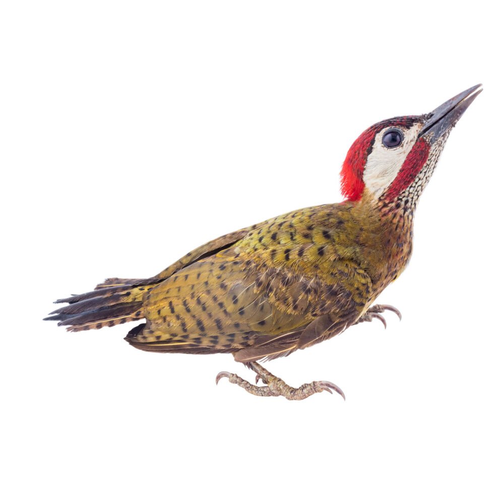 Aves, Colaptes punctigula