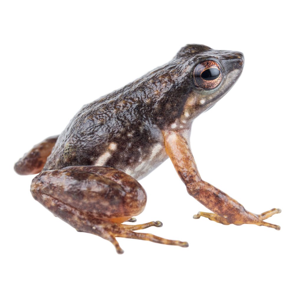 Anfibios, Colostethus inguinalis