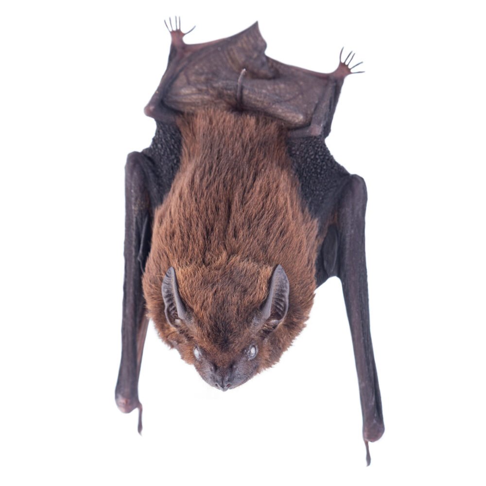 Mamíferos, Cormura brevirostris