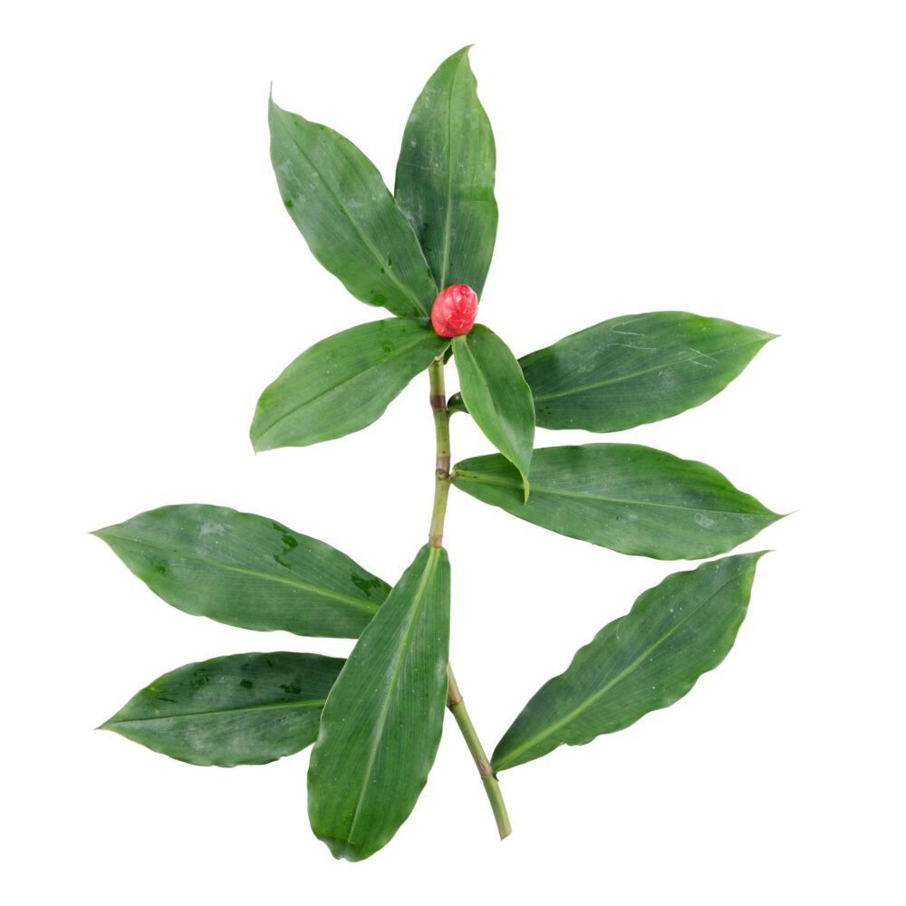 Costus pulverulentus