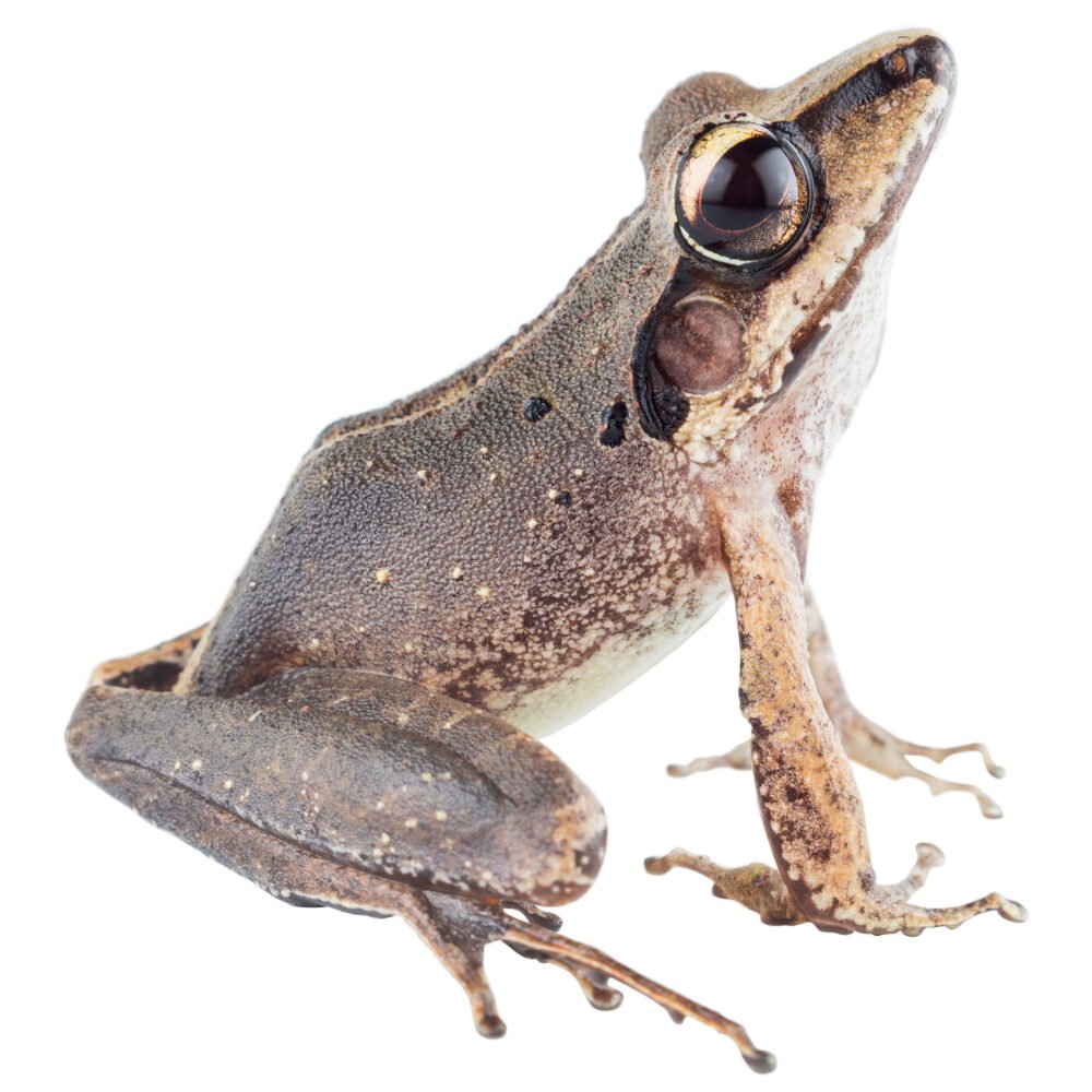 Anfibios, Craugastor metriosistus