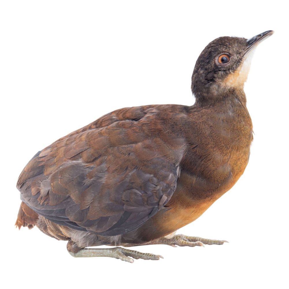 Aves, Crypturellus soui