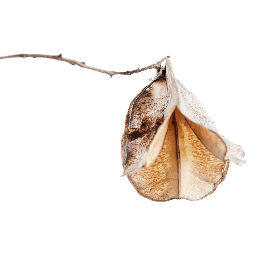 Dioscorea acanthogene