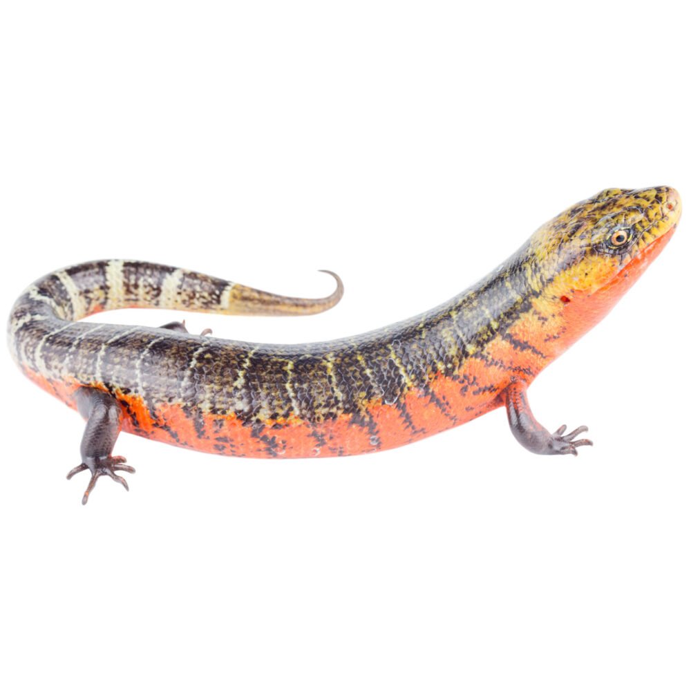 Reptiles, Diploglossus monotropis