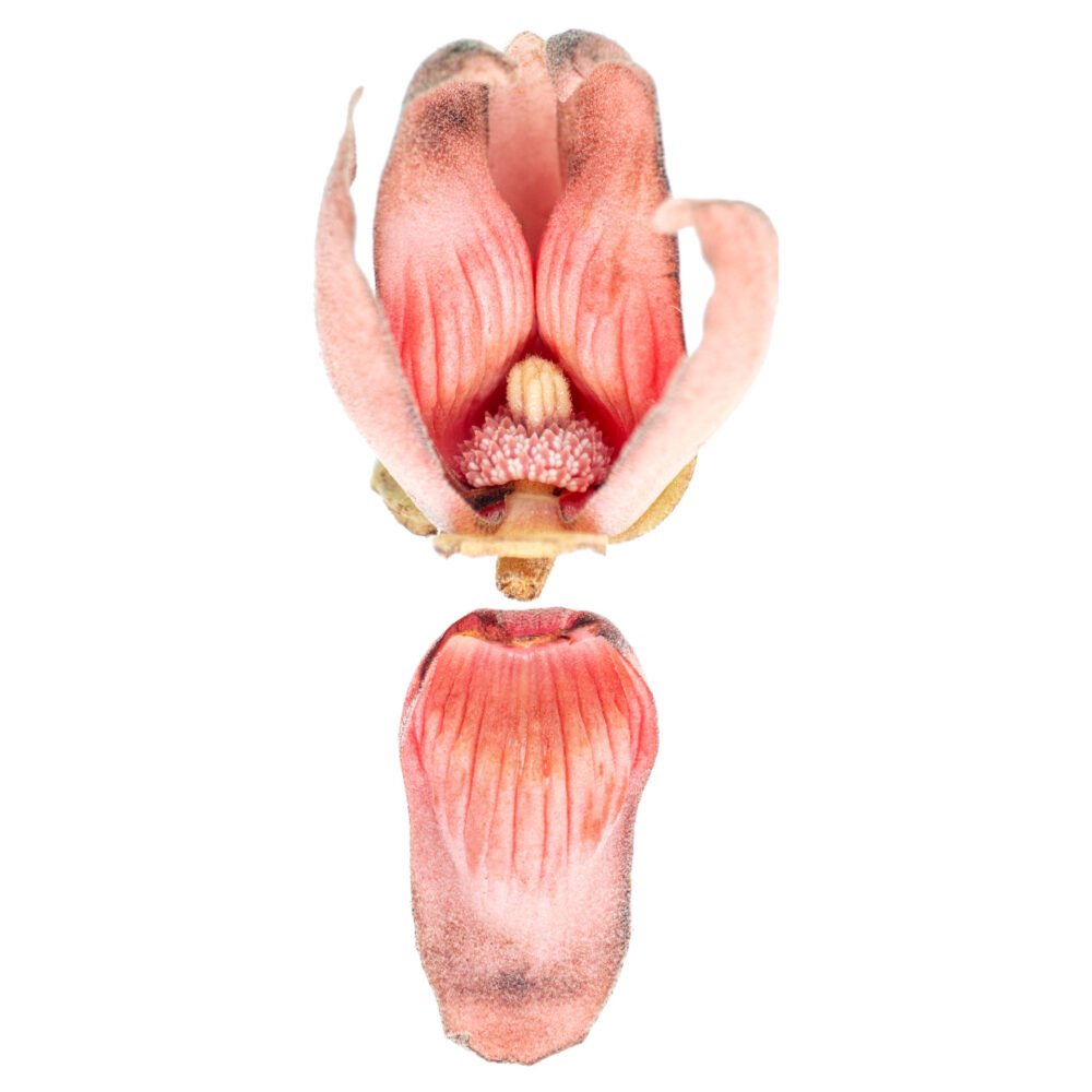 Duguetia flagellaris