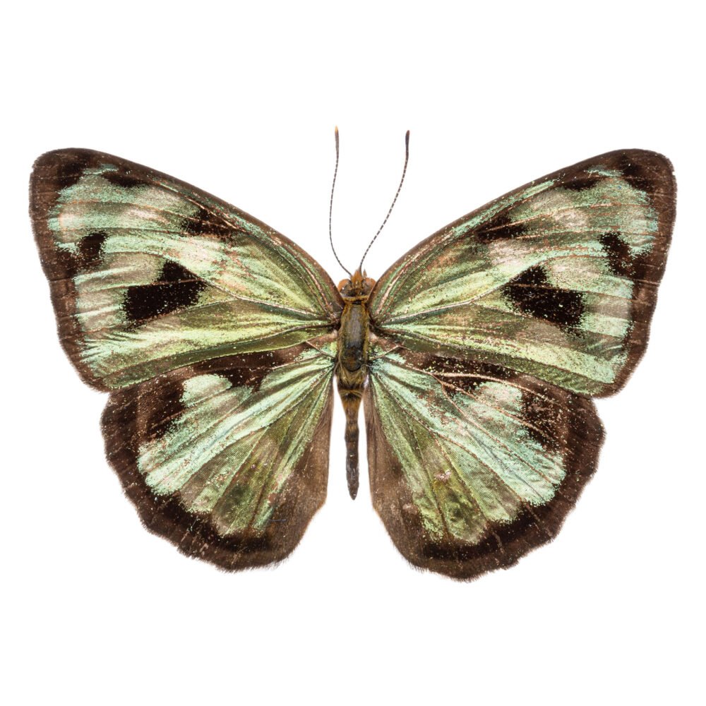 Dynamine postverta postverta