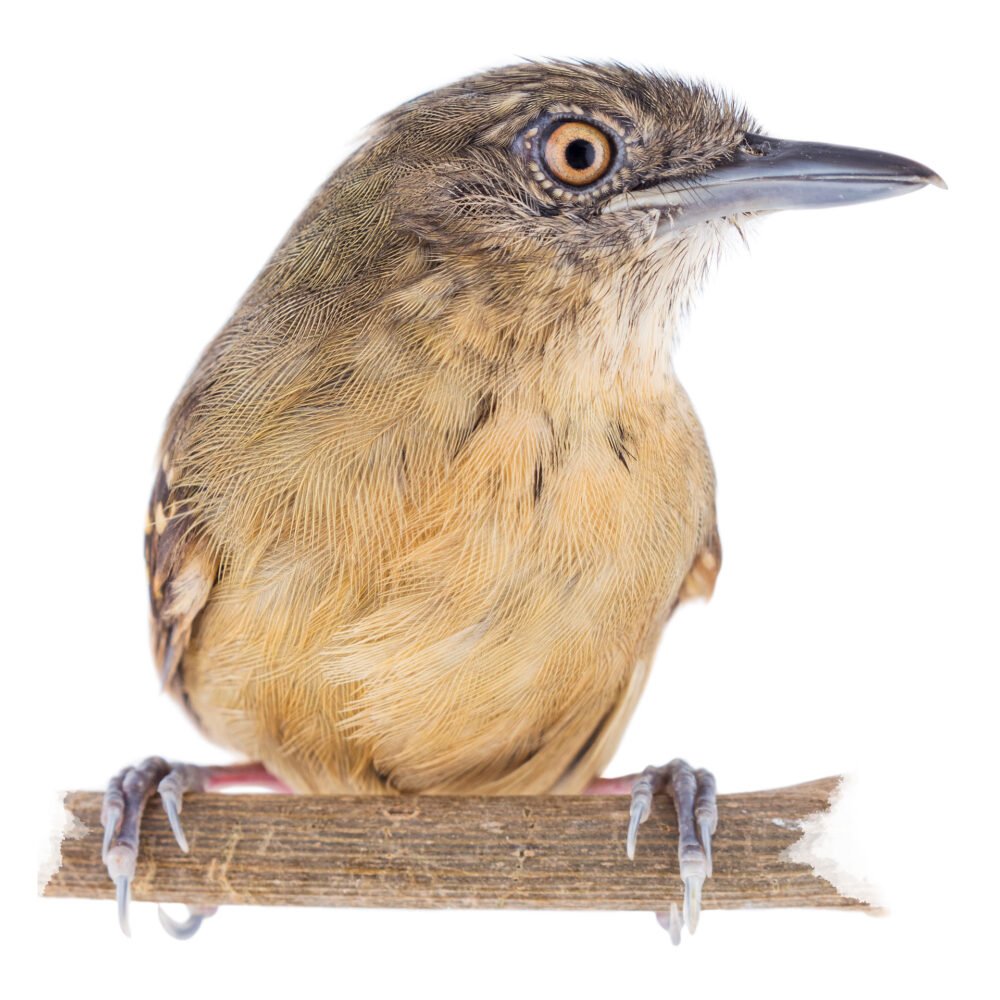 Aves, Epinecrophylla fulviventris