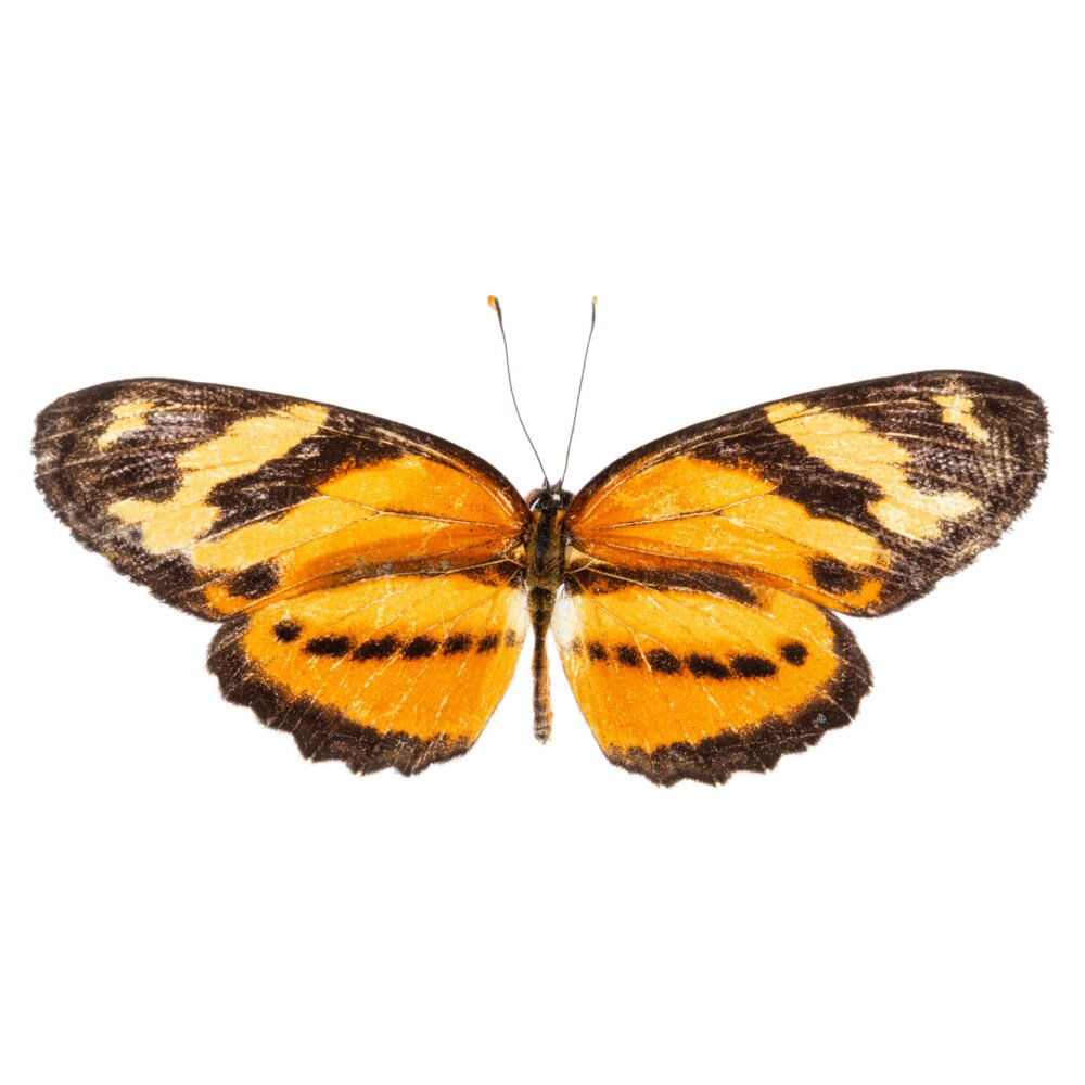 Eresia eunice drypetis