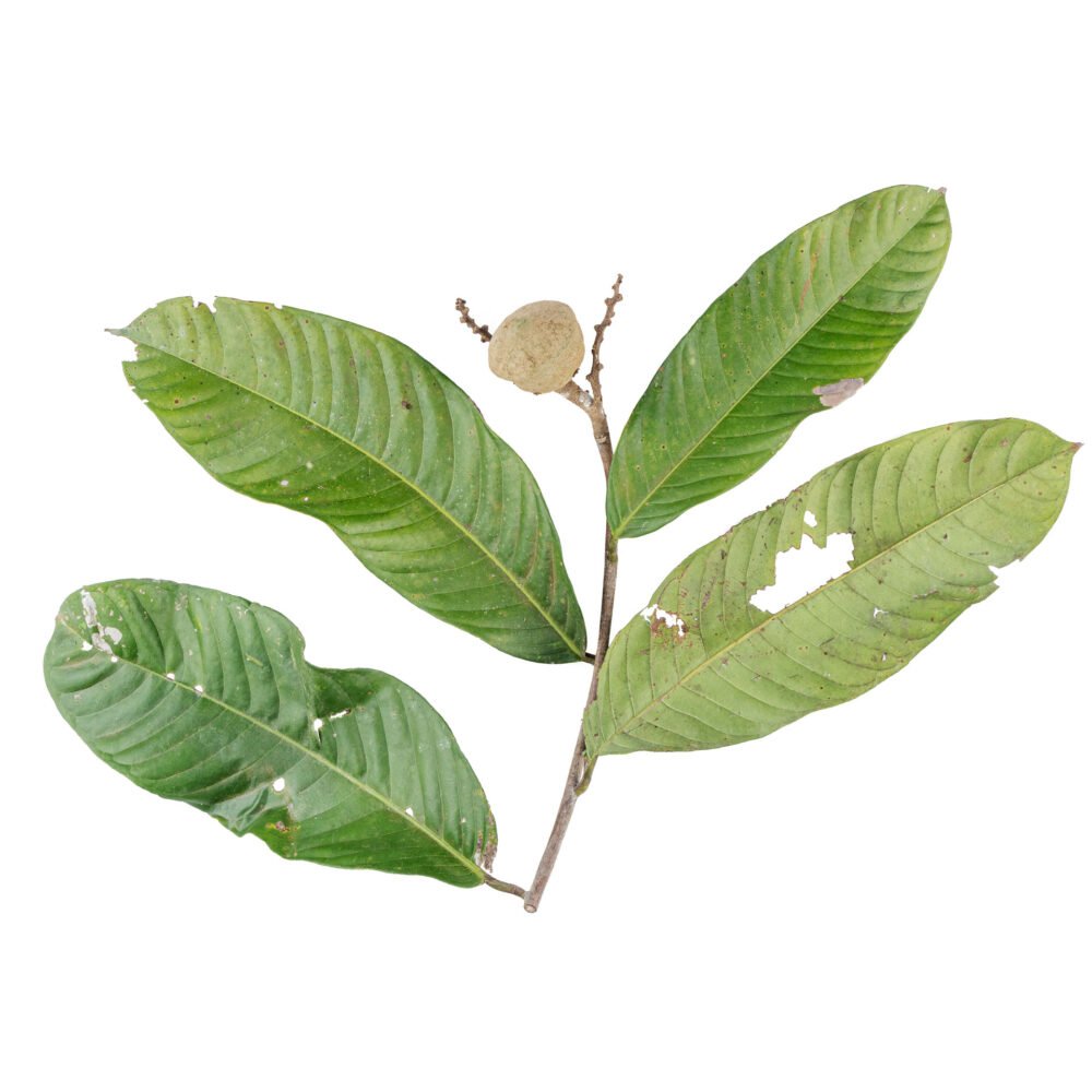 Eschweilera coriacea