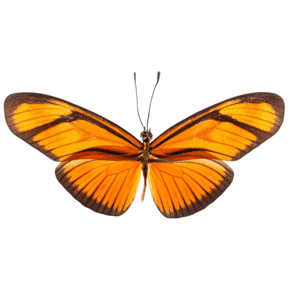 Eueides aliphera aliphera