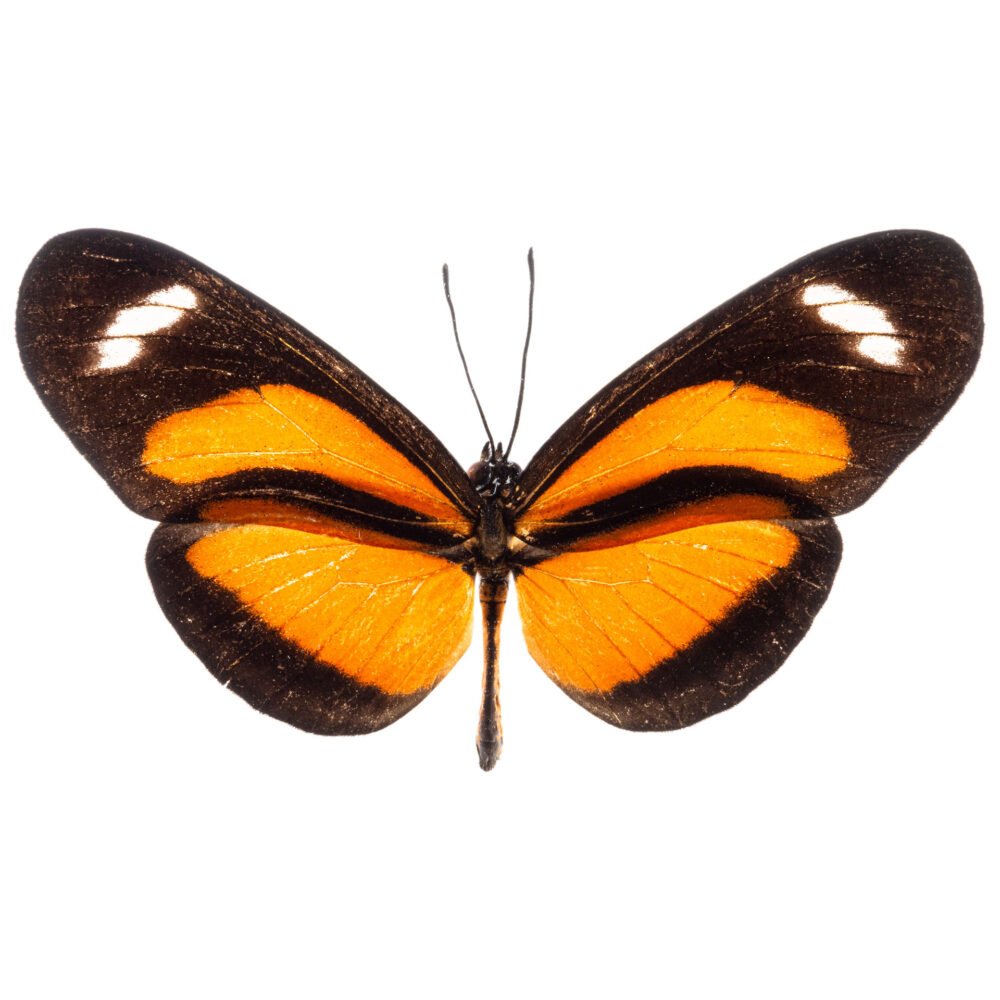 Eueides libia olimpia