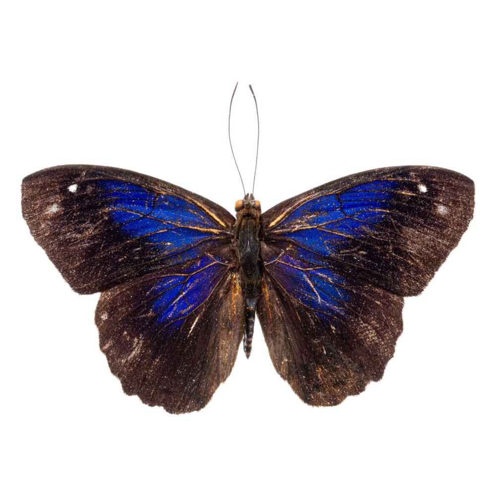 Eunica evelide evelide