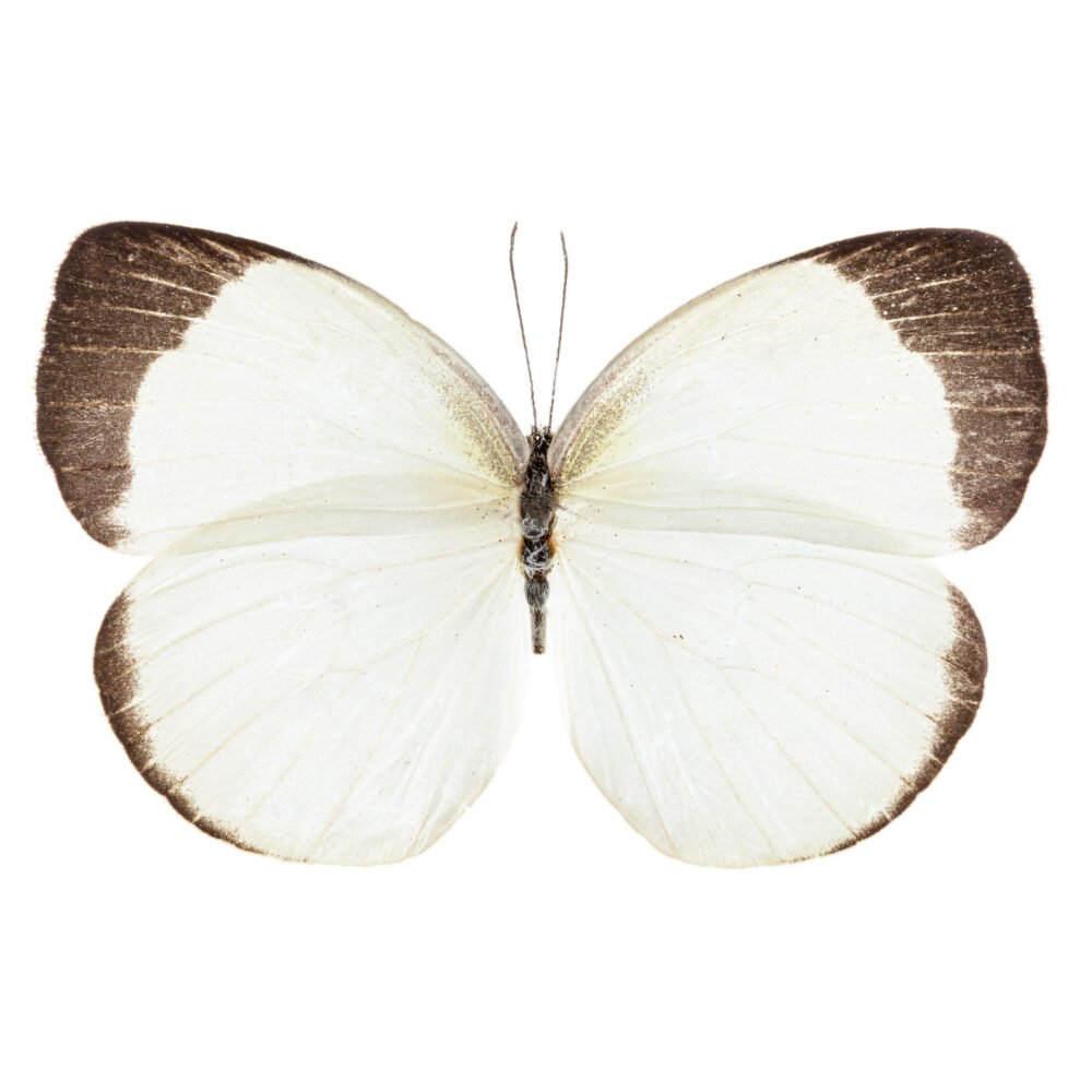 Eurema albula marginella