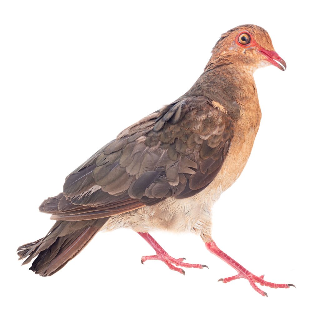 Aves, Geotrygon montana