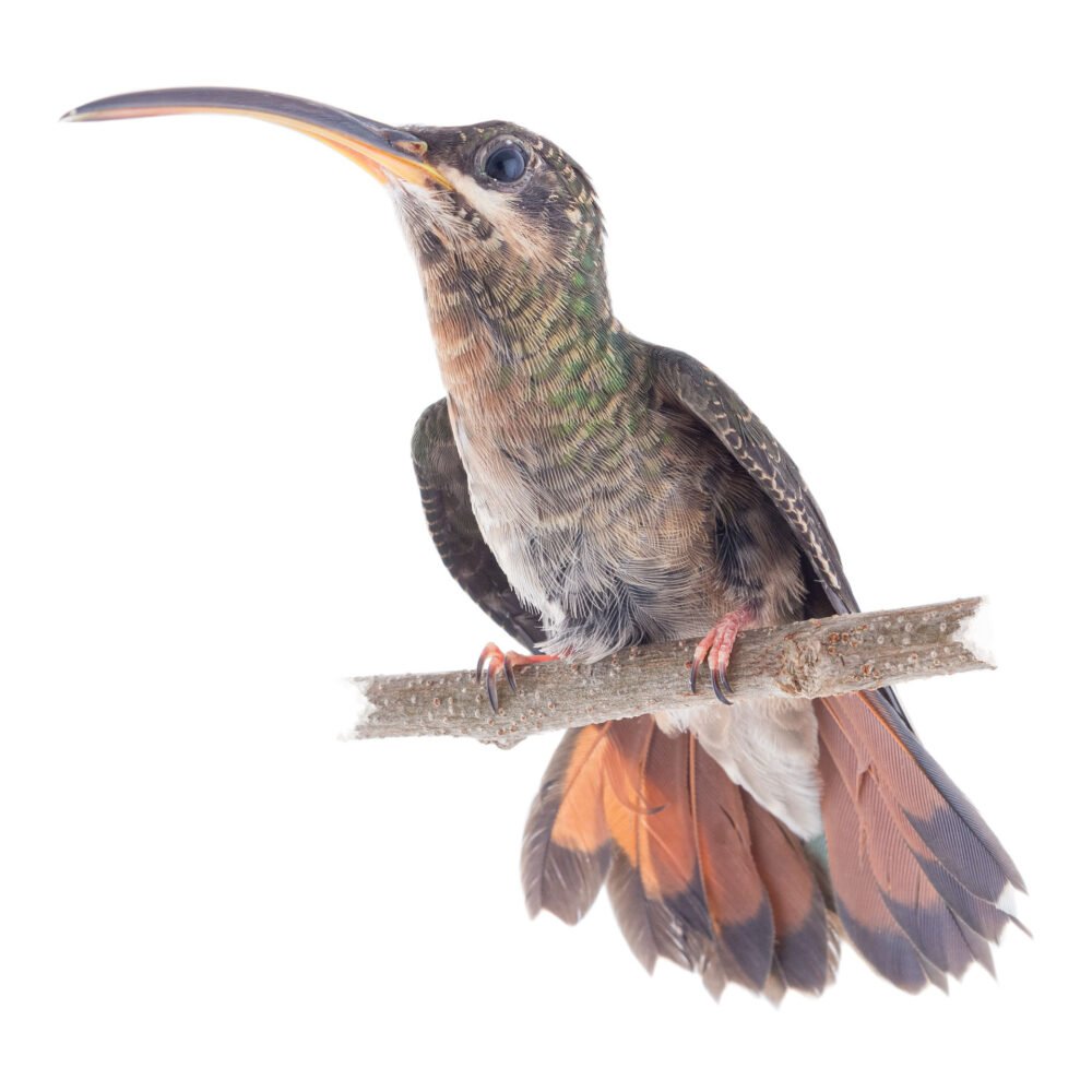 Aves, Glaucis hirsutus